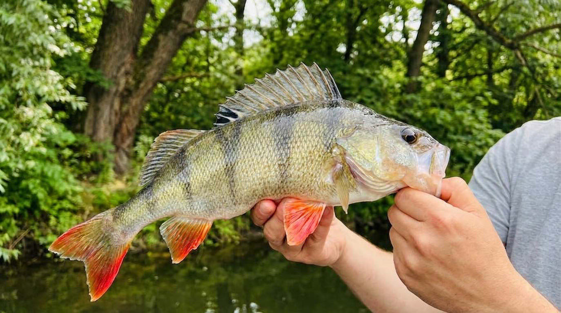 Barschangeln im Sommer: Wo, wann und mit welchem Gummifisch du jetzt Erfolg hast