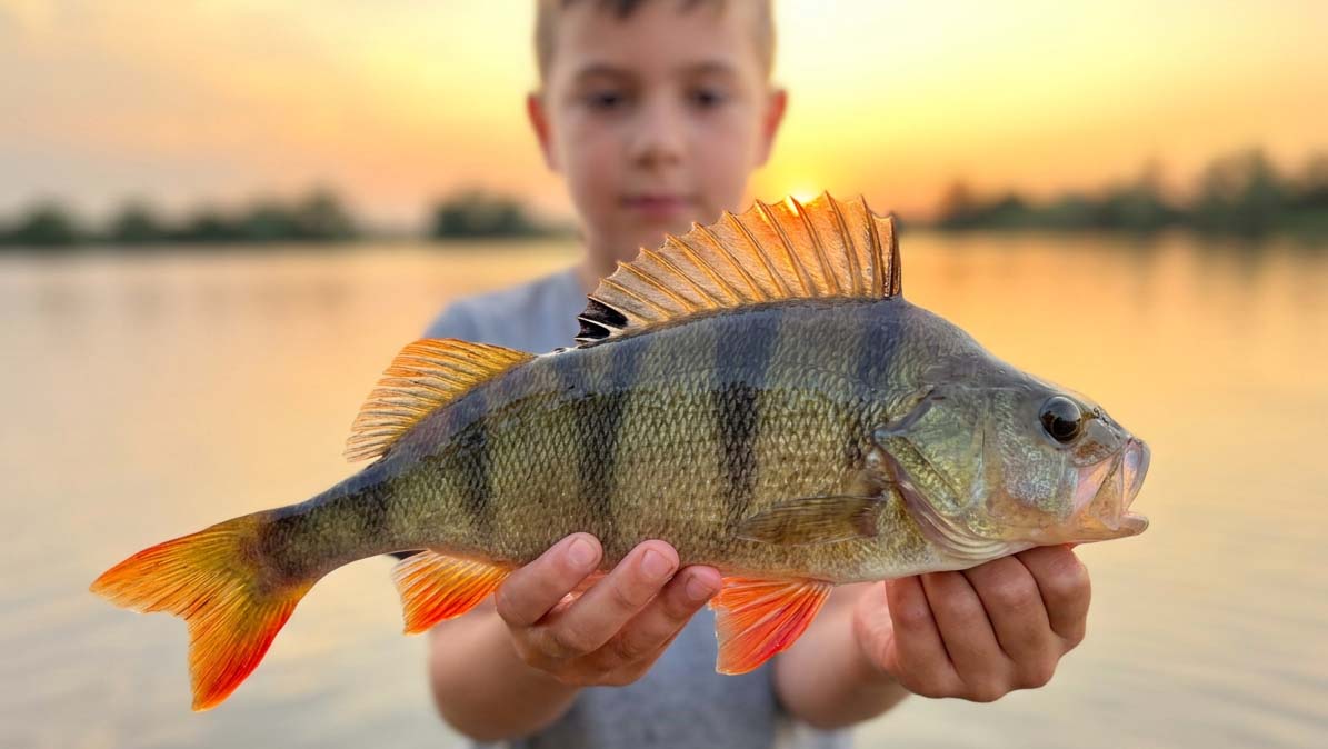 Barschangeln im Sommer: Wo, wann und mit welchem Gummifisch du jetzt Erfolg hast